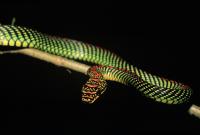 Flying Snake (2 of 3)