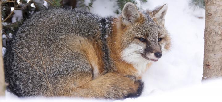 Picture of Gray Fox