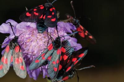 New Forest Burnet and Narrow-Bordered Five-Spot Burnet