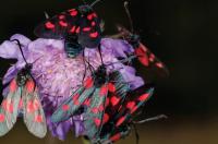 New Forest Burnet and Narrow-Bordered Five-Spot Burnet