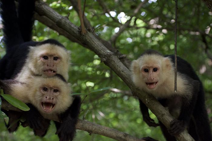 Aggressive behavior in capuchin monkeys