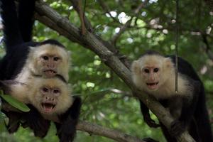 Aggressive behavior in capuchin monkeys