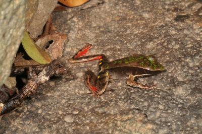 UGA Study Reveals Ecosystem-Level Consequences of Frog Extinctions (1 of 3)