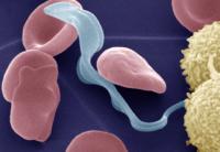 <I>Trypanosoma brucei</I> Parasite
