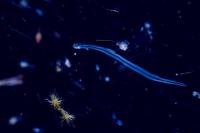 Plankton