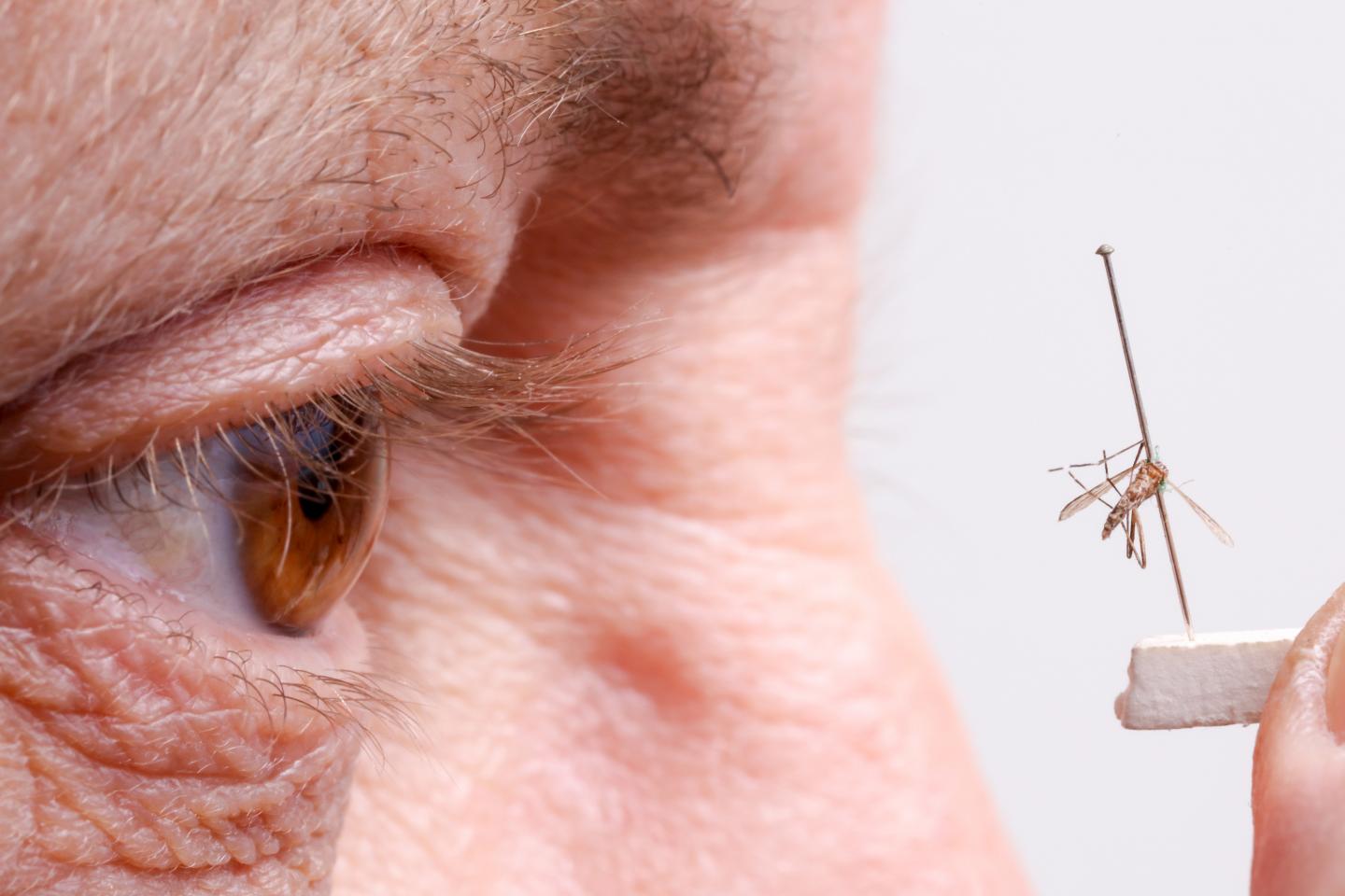 Eyeballing a Mosquito