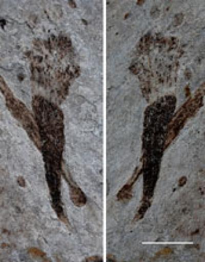 Fossils from the Lantian Formation in China