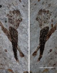 Fossils from the Lantian Formation in China