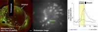 Reward-Predictive Signals of a Striosomal Neuron during the Odor Association Task