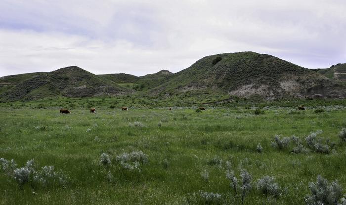 Large-scale decreases in the presence of grazing livestock have broad consequences for planetary health