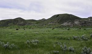 Large-scale decreases in the presence of grazing livestock have broad consequences for planetary health