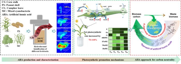 Properties and photosynthetic promotion mechanisms of artificial humic acid are feedstock-dependent