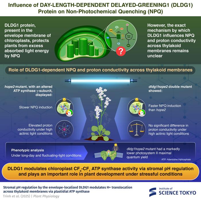 Insights into non-photochemical quenching in Arabidopsis thaliana