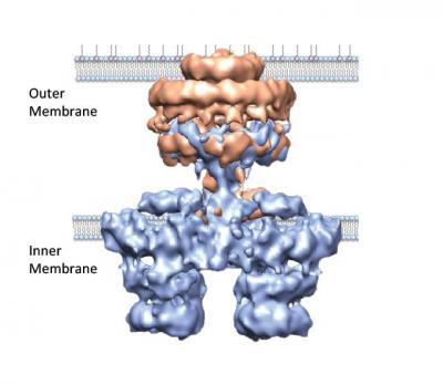 Bacterial Type IV Secretion System