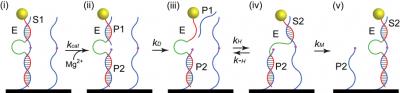 DNA Motor