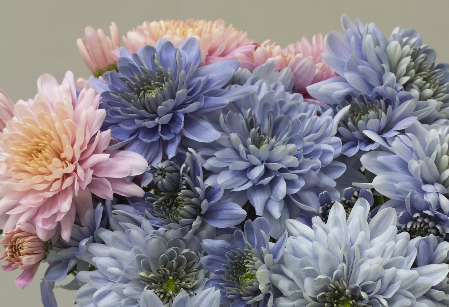 Genetic Engineering Turns Chrysanthemums 'True Blue' (7 of 11)