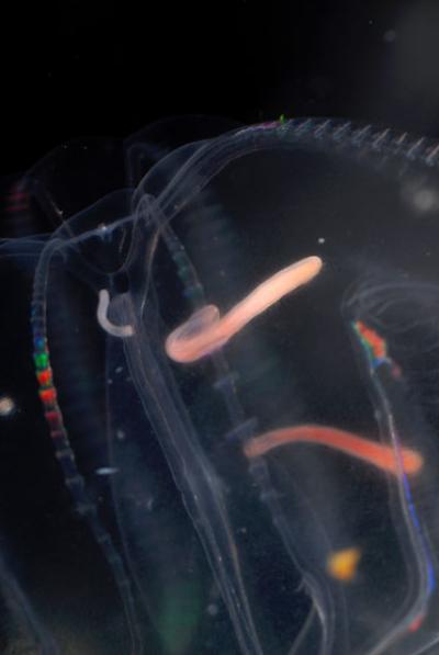 Close-up of the Parasite