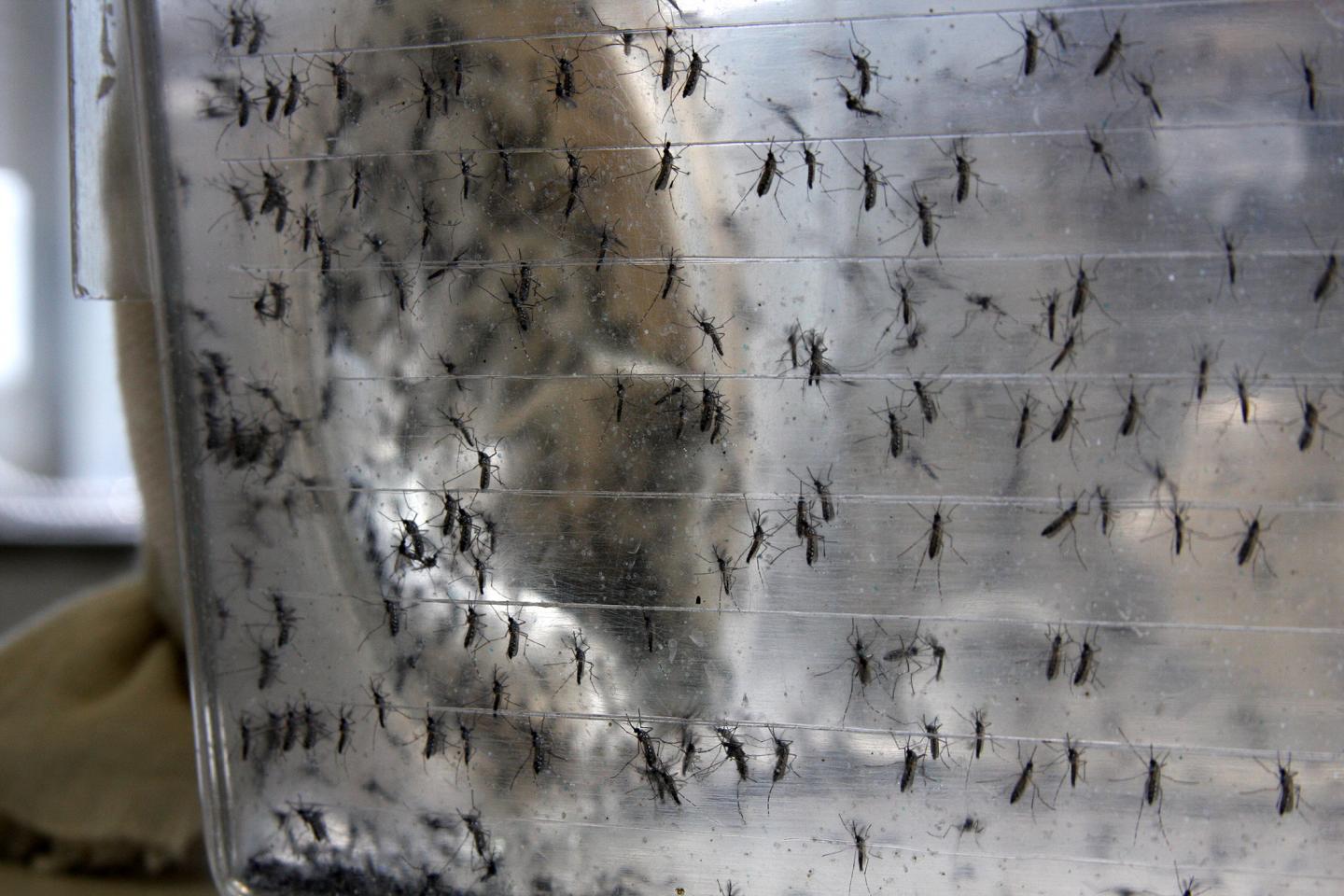 Mosquitoes in Mark Brown's lab