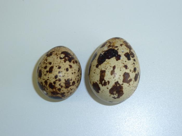Japanese quail eggs. Credit Dr Barbara Tschirren