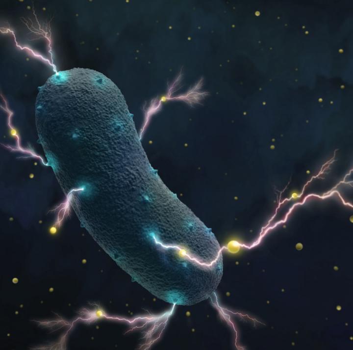 Electrogenic Bacteria