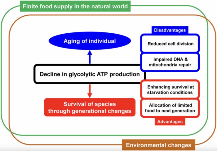 A decline in glycolytic ATP production is the fundamental mechanism limiting lifespan; species with an optimal rate of decline over time survived