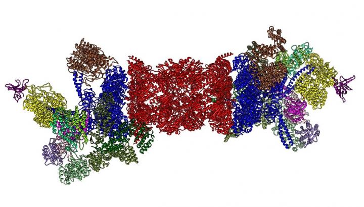 Proteasome