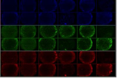 Stem Cells