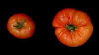 Representative Fruit of Wild-Type and Eno Mutant Plants