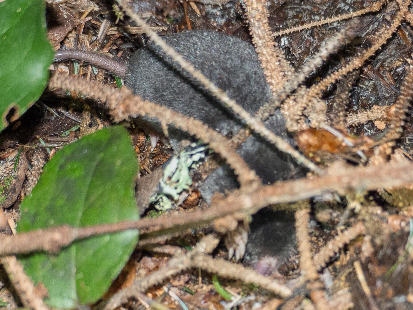 Broad-footed Mole