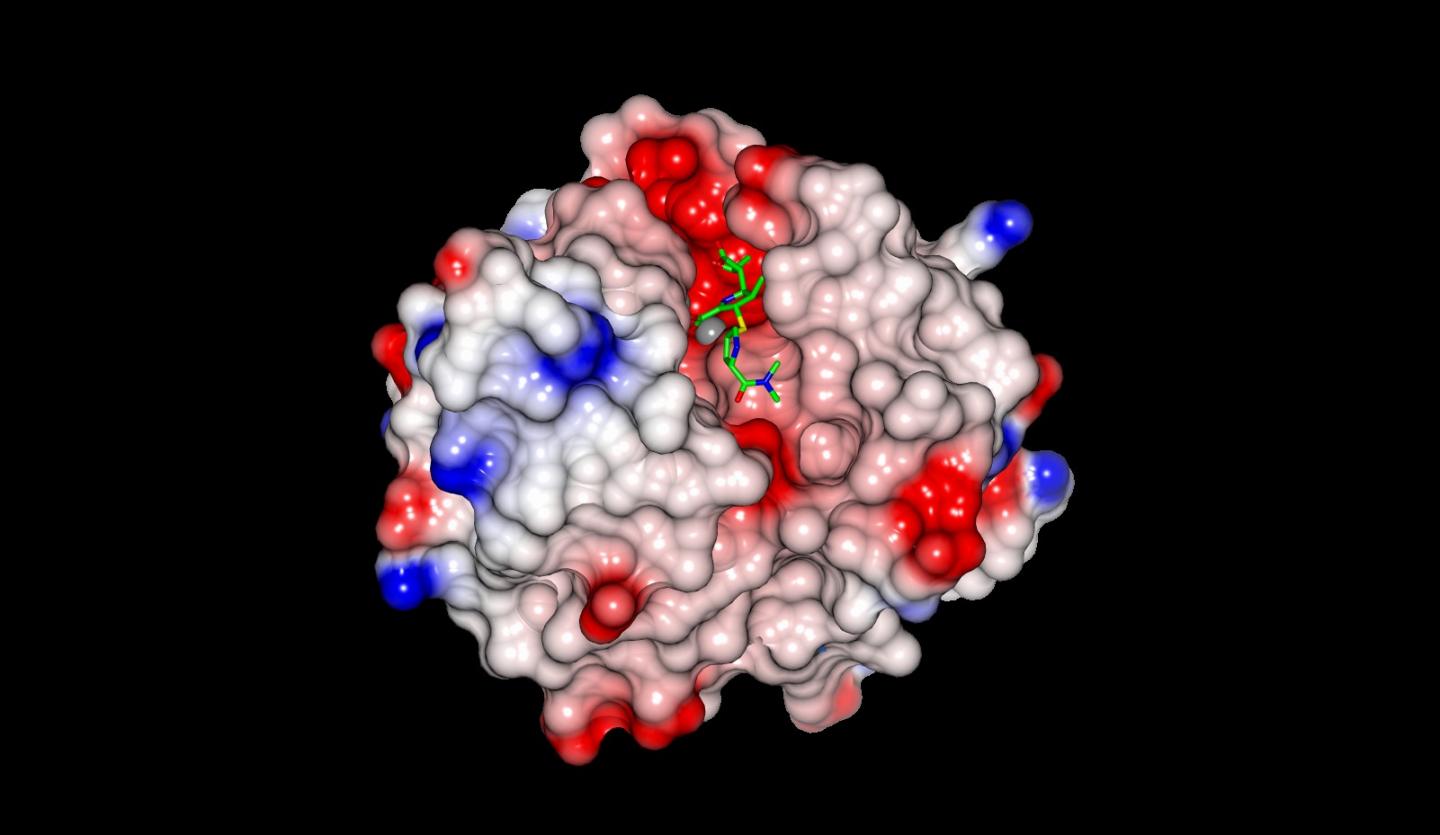 VIM Enzyme