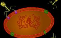 Graphic of Viruses