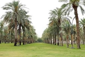 UAE Biomass waste to approach one billion kilograms annually.