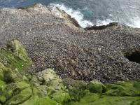 Common Murre Colony
