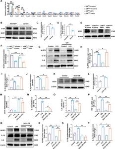κ-OR activation exerted an anti-inflammatory effect on macrophages via the up-regulation of SCD1.