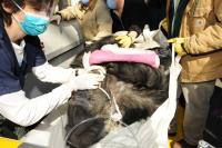Gorilla MRI (2 of 3)