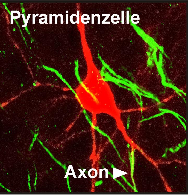 A Neuron
