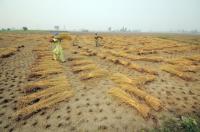 Rice - India