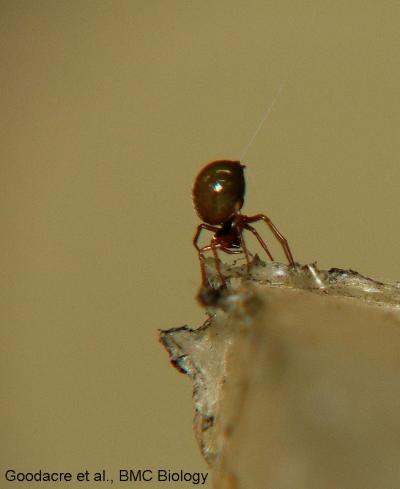 Ballooning Spider