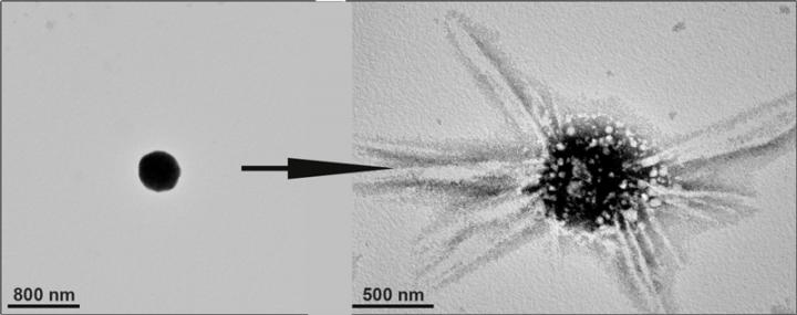 A Cluster of Gold Nanoparticles