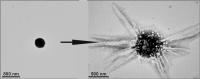 A Cluster of Gold Nanoparticles