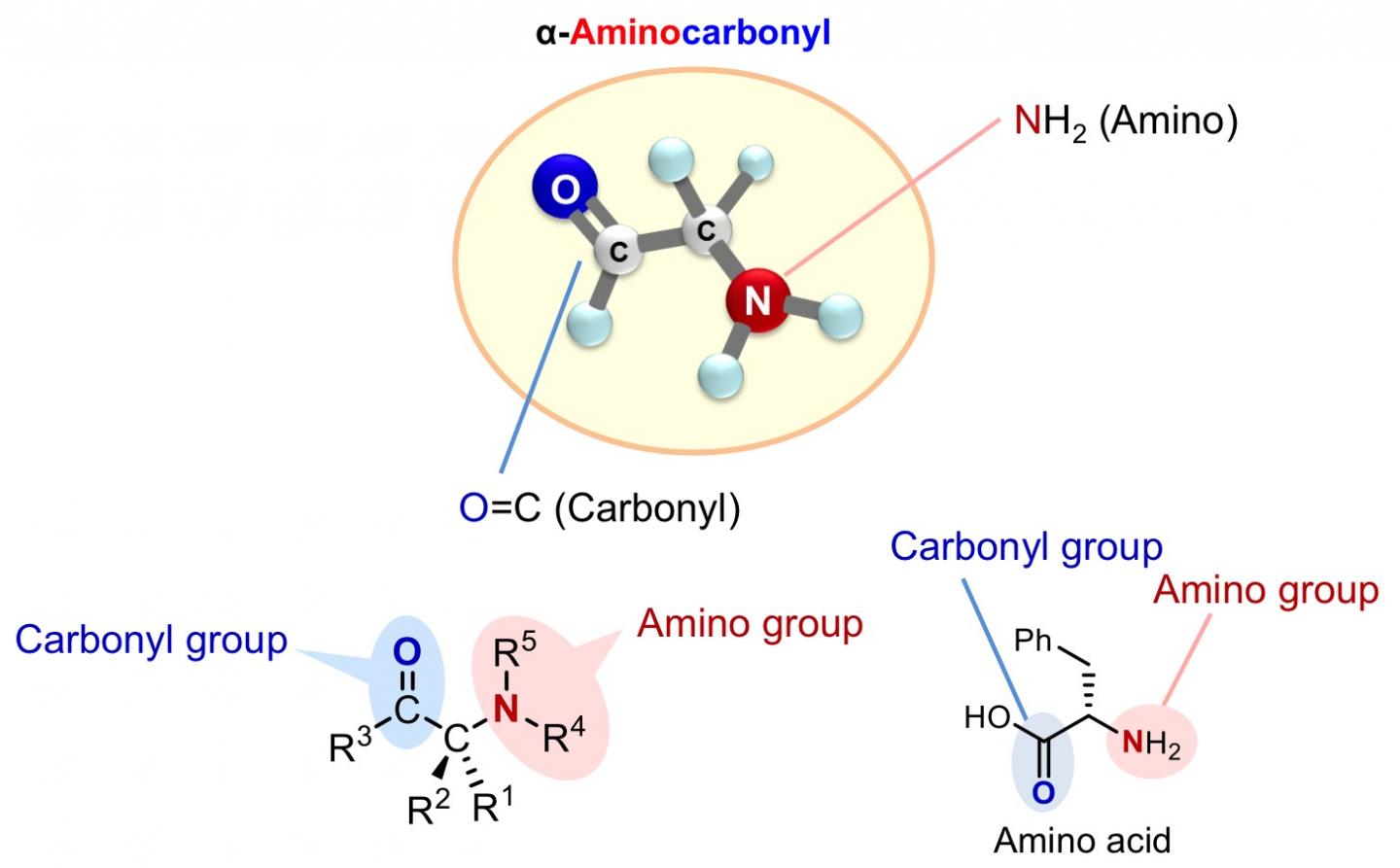 &#945;-Aminocarbonyls