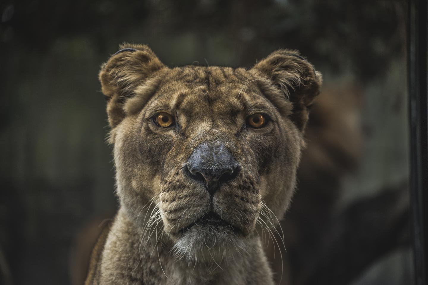 Prey-Foraging: The Collective Search or Lone-Wolf Approach?