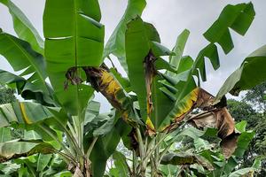 Fusarium f.sp. cubence Tropical Race 4 (FoC TR4) on a banana plant