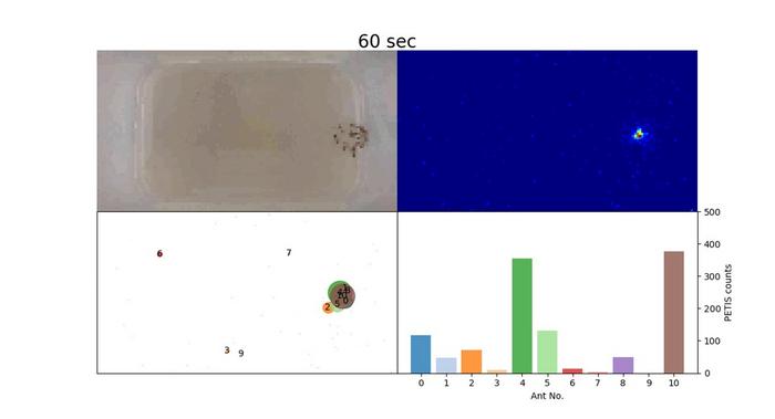 Snapshot of real-time food distribution in an ant group