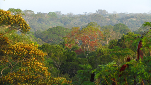 Tropical tree affected by heat and drought
