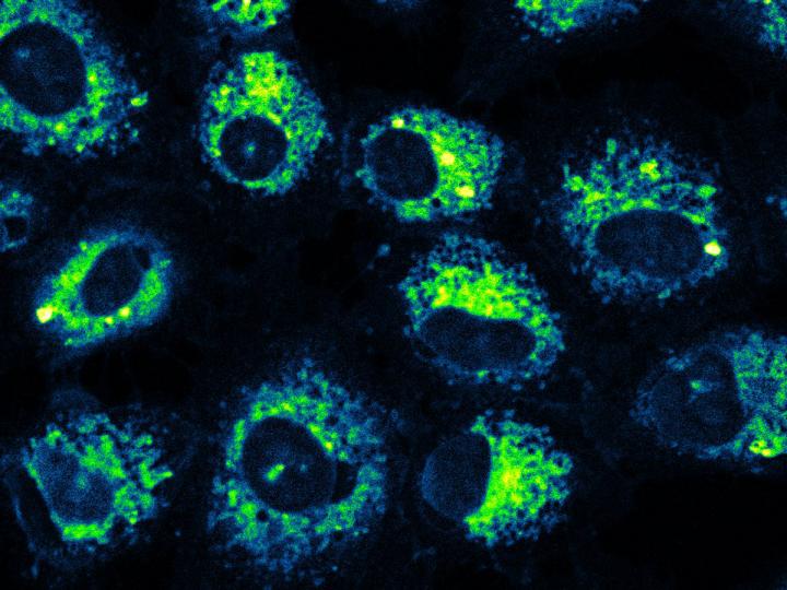 Molecule Carrying Carbon Monoxide Targets Human Lung Cancer Cells