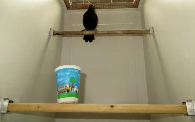 Blackbird Behavior