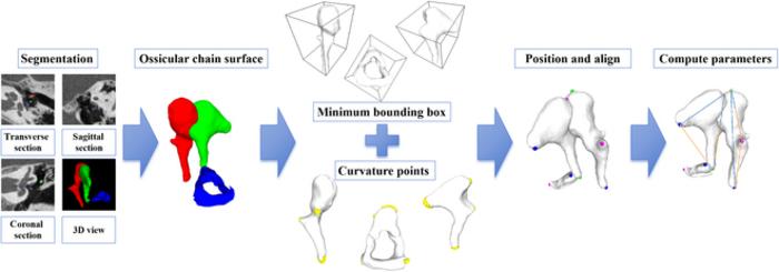 Automated measurement process of ossicular chain.