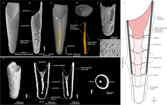 Overall out morphology and inner anatomy of the shell of Eoceras