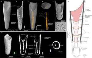 Overall out morphology and inner anatomy of the shell of Eoceras